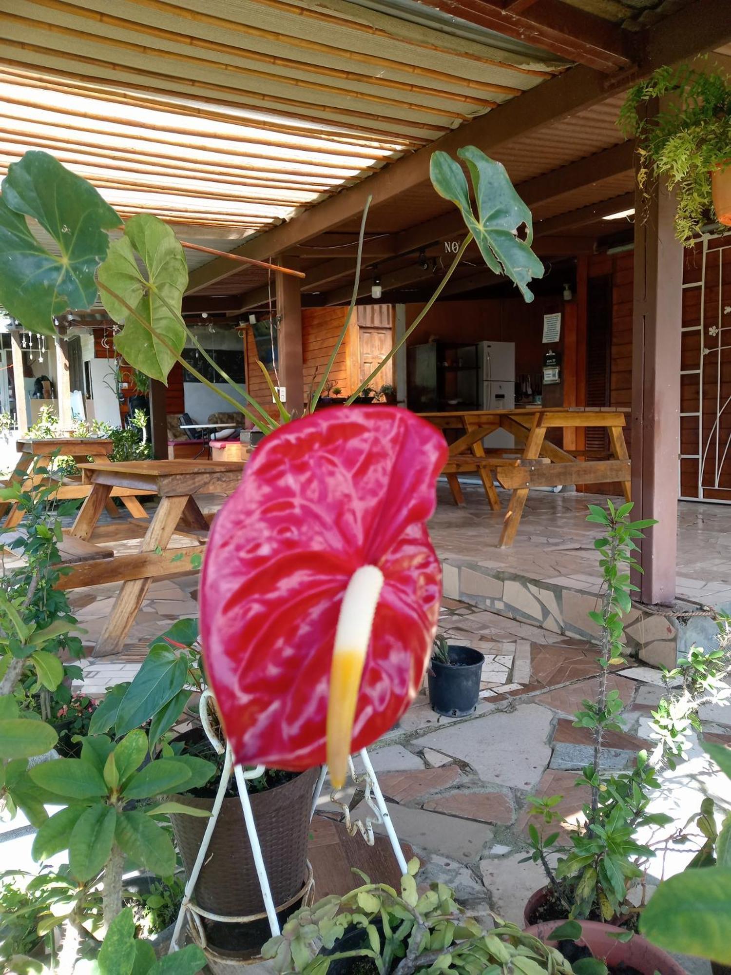 Hostal Vista Boquete Bajo Boquete Luaran gambar